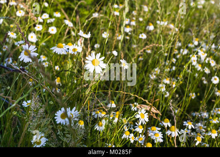 Viaggiare in Francia - verde prato con fiori a margherita in Cotes-d'Armor dipartimento di Brittany nella soleggiata sera d'estate Foto Stock