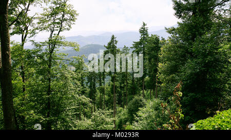 Viaggiare in Francia - verde foresta nera (Schwarzwald, Foret-Noire) Bosco in montagne Vosges in Alsace Foto Stock