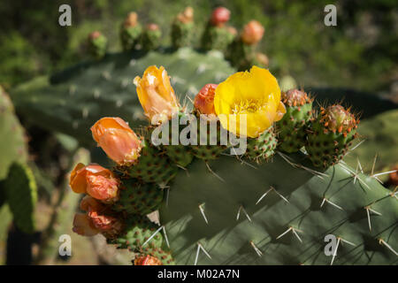 Ficodindia cactus di arancio e giallo fiori. Foto Stock