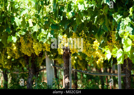 Le uve Chardonnay in Swan Valley Foto Stock