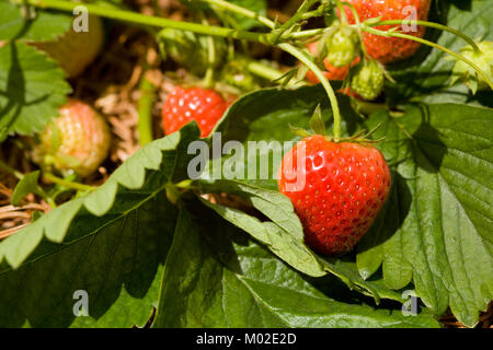 Freschi caserecci ripe rosso Fragole sulla pianta Foto Stock