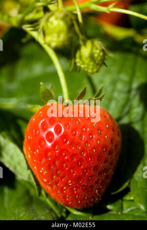 Freschi caserecci ripe rosso Fragole sulla pianta Foto Stock