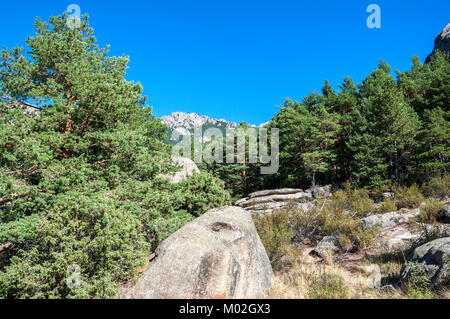 Pino silvestre foresta, Pinus sylvestris, in La Pedriza, Guadarrama Mountains National Park, provincia di Madrid, Spagna. Foto Stock