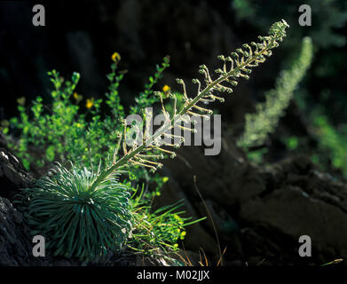 Corona de Rey (Saxifraga longifolia) Foto Stock