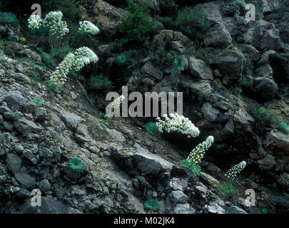 Corona de Rey (Saxifraga longifolia) Foto Stock