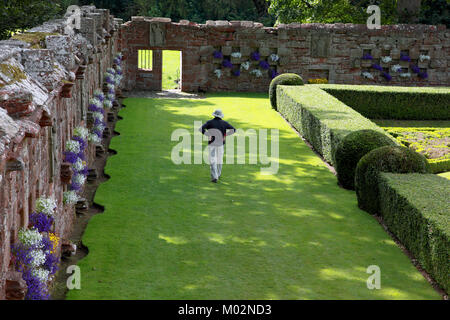 Un visitatore passeggiate nel giardino murato al Castello Edzell vicino Brechin, Angus, Scozia Foto Stock