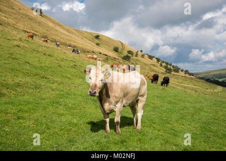 Campo di vacche con i giovani vitelli nei pressi di Hayfield nel Derbyshire, Inghilterra su una soleggiata giornata estiva. Foto Stock