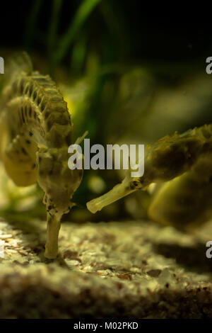 Coppia di cavallucci marini di mangiare - Close up di due cavallucci marini in un serbatoio con una profondità di campo ridotta, uno è guardando gli altri mangiare dal pavimento Foto Stock