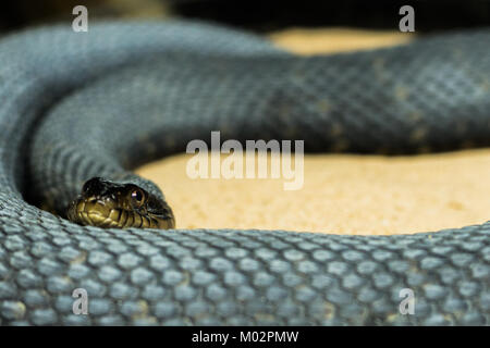 Tree Snake avvolto a ricciolo - albero nero snake rannicchiato sulla sabbia, guardando la fotocamera con messa a fuoco selettiva sulla testa di serpenti Foto Stock