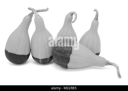 Il gruppo di cinque dalla pelle lucida a forma di pera coloquintidi ornamentali, quattro verticale, uno di piatto, isolata su uno sfondo bianco - elaborazione monocromatica Foto Stock