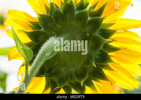 Comune retroilluminato girasole close up, vista posteriore del disco verde e giallo raggi di petali, in campo agricolo, Fengbin Township, Hualien County, Taiwan Foto Stock