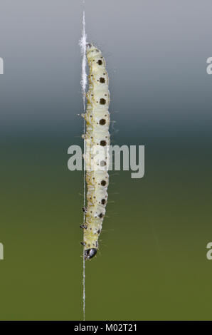 Caterpillar del mandrino Ermellino Tarma (Yponomeuta cagnagella) appesi da seta. Sussex, Regno Unito Foto Stock