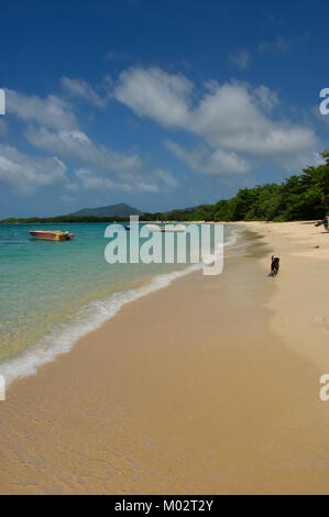 Un cane locale di passeggiare lungo la spiaggia paradiso, Carriacou, Grenadine, Caraibi Foto Stock