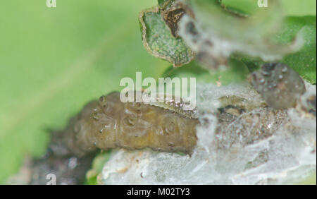 Ichneumon o Darwin Wasp probabilmente Scambus brevicornis larva che si alimenta su Caterpillar ospite in fogli di quercia arrotolati. Sussex, Regno Unito Foto Stock