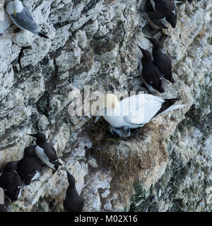 Gannett singola seduta sul nido con pulcino, su chalk scogliera con guillemots nidificazione nelle vicinanze - Bempton Cliffs RSPB riserva, East Yorkshire, Inghilterra. Foto Stock