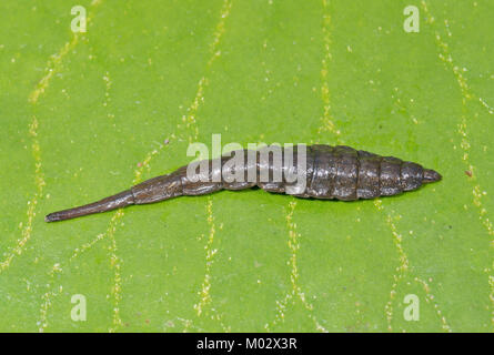 Larva di nastrati soldato generale Fly (Stratiomys potamida) da laghetto in giardino. Sussex, Regno Unito Foto Stock