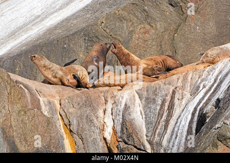 Stellar leoni di mare sostenendo su un isola nel Parco nazionale di Kenai Fjords in Alaska Foto Stock