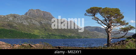 Gli scozzesi Pino (Pinus sylvestris L.) sulle rive di Loch Maree e la montagna Slioch, Wester Ross, Highlands scozzesi, Scotland, Regno Unito Foto Stock