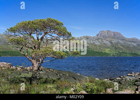 Gli scozzesi Pino (Pinus sylvestris L.) sulle rive di Loch Maree e la montagna Slioch, Wester Ross, Highlands scozzesi, Scotland, Regno Unito Foto Stock