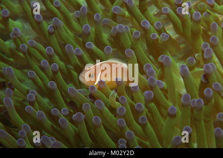 Bellissimo pesce di anemone nella sua anemone protettivo home Foto Stock