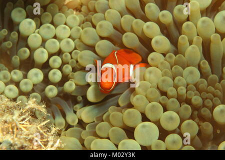 Bel colore arancione pesce di anemone nella sua anemone protettivo home Foto Stock