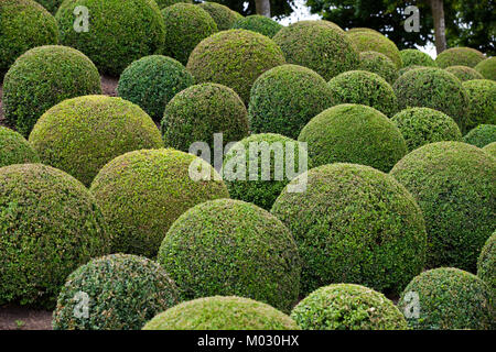 Legno di bosso - giardino verde di palline in Francia, Foto Stock