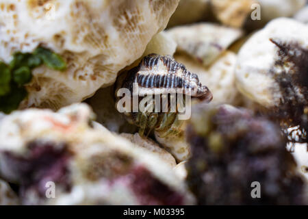 Bali ciotola verde beach Foto Stock