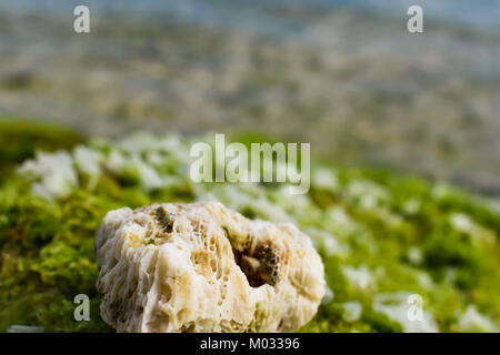 Bali ciotola verde beach Foto Stock