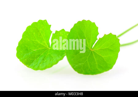 Gotu-Kola naturale foglie su sfondo bianco. Foto Stock