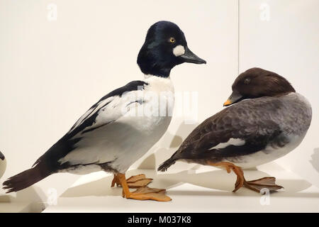 Bucephala clangula (Common goldeneye) maschio e femmina - Oakland Museum of California - DSC05310 Foto Stock