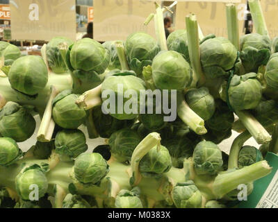 Una vista ravvicinata dei cavoletti di Bruxelles ancora attaccati allo stelo. Questa immagine evidenzia le gemme verdi e compatte, spesso raccolte prima della cottura o vendute ancora sul gambo. Foto Stock