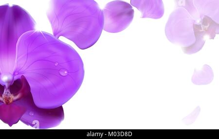 Sfondo floreale di orchidee lilla Illustrazione Vettoriale