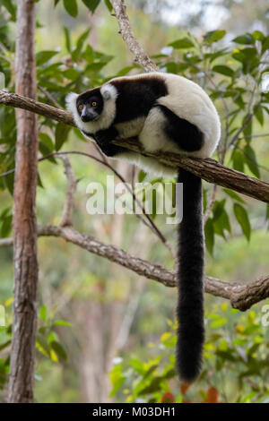 Bianco e nero lemure Ruffed - Varecia variegata, Madagascar. Carino primate dal Madagascar foresta di pioggia. In pericolo critico endemite primate. Foto Stock