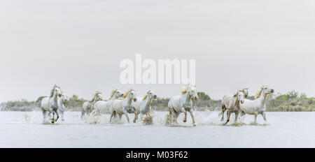 White Camargue cavalli al galoppo attraverso l'acqua. Parc Regional de Camargue - Provenza, Francia Foto Stock