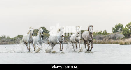 White Camargue cavalli al galoppo attraverso l'acqua. Parc Regional de Camargue - Provenza, Francia Foto Stock