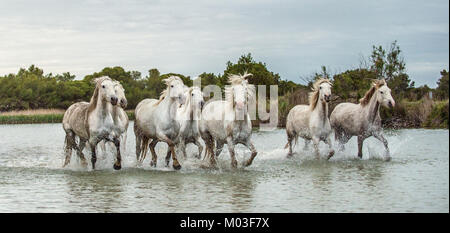 White Camargue cavalli al galoppo attraverso l'acqua. Parc Regional de Camargue - Provenza, Francia Foto Stock