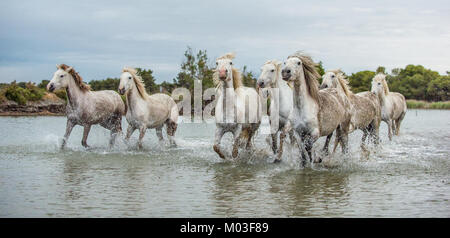 White Camargue cavalli al galoppo attraverso l'acqua. Parc Regional de Camargue - Provenza, Francia Foto Stock