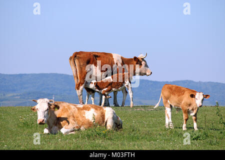 Vitello lattante latte sul campo Foto Stock