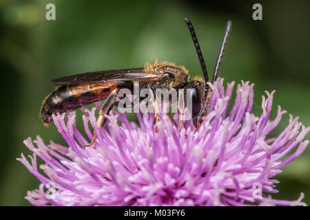 Comune (Furrow-Bee Lassioglossum calceatum) in appoggio su di un fiore di fiordaliso. Cahir, Tipperary, Irlanda. Foto Stock