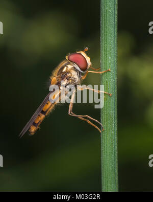 La marmellata di arance Hoverfly (Episyrphus balteatus) arroccato su un impianto di stelo. Cahir, Tipperary, Irlanda. Foto Stock