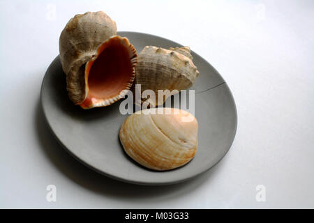 Tre conchiglie isolate su grigio piastra in calcestruzzo Foto Stock