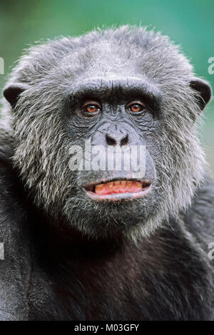 Scimpanzé, maschio / (Pan troglodytes) | Schimpanse, maennlich / (Pan troglodytes) Foto Stock