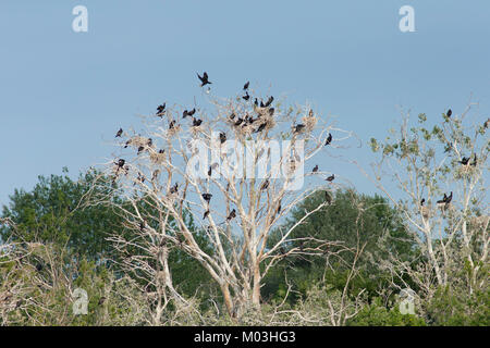 Comune di cormorano (Phalacrocorax carbo) Colonia, in alberi, Palic lago, Vojvodina, Serbia, Giugno Foto Stock