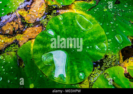 Giglio di acqua foglie con gocce d'acqua, primo piano. Verde foglie cerose galleggianti in acqua dopo la pioggia. Foto Stock