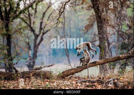 Serata di spettacolo. Due langurs giocare nella foresta di sera. India Foto Stock