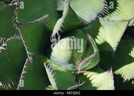 Verde agave pianta con punte aguzze Foto Stock