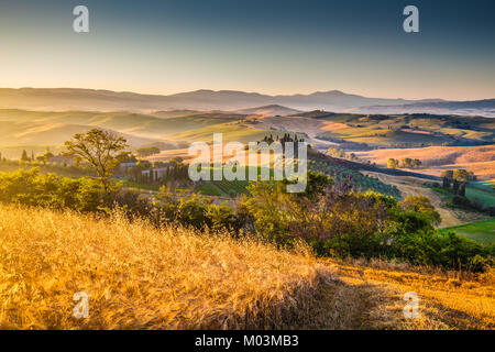 Scenic Toscana paesaggio con dolci colline e campi di raccolto in golden. La luce del mattino, Val d'Orcia, Italia Foto Stock