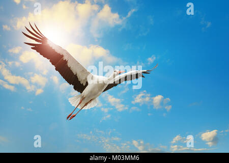 Cicogna bianca volare nel cielo sullo sfondo del sun. Foto Stock