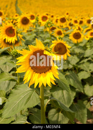 Un campo vibrante di girasoli si estende in lontananza, con un girasole prominente in primo piano, catturando il calore e la bellezza di un'estate Foto Stock