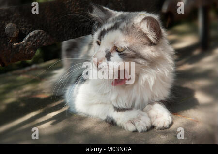 Tabby gatto randagio sbadigli, gatti di Istanbul Foto Stock